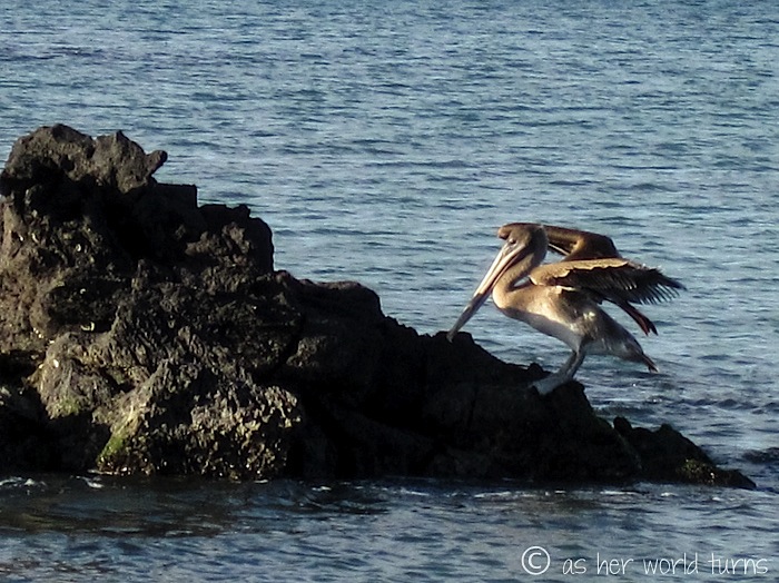 UnderWaterCameraGalapagos 115.jpg