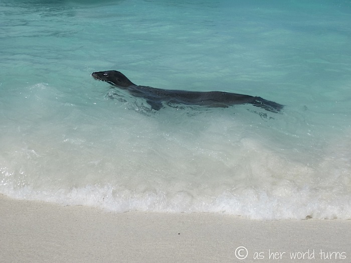 UnderWaterCameraGalapagos 195.jpg