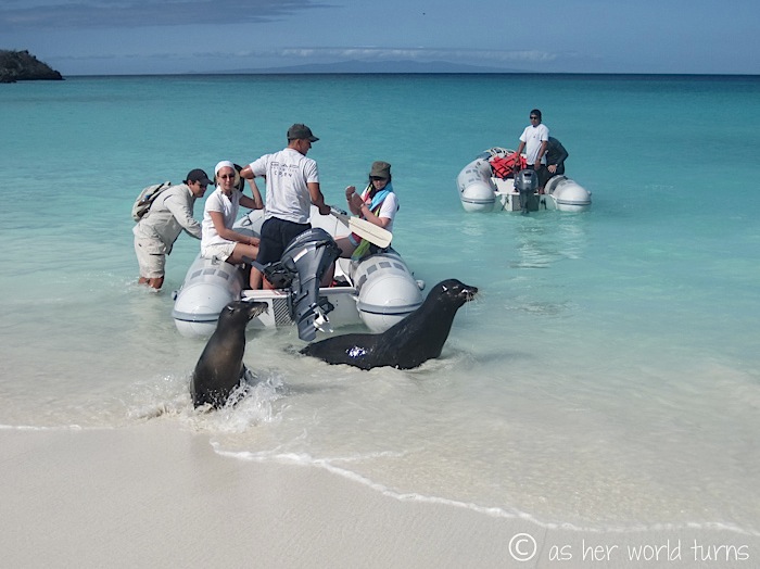 UnderWaterCameraGalapagos 199.jpg