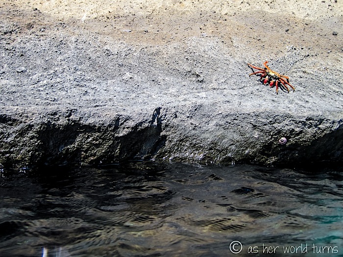 UnderWaterCameraGalapagos 411.jpg