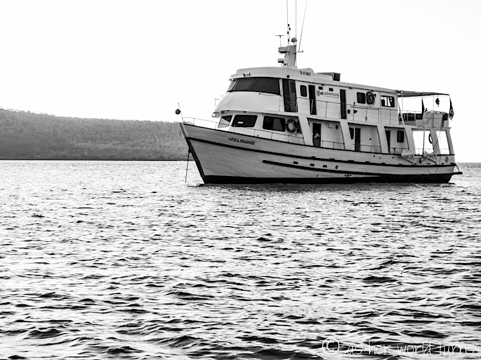 UnderWaterCameraGalapagos 132.jpg