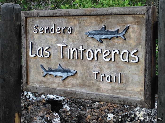 UnderWaterCameraGalapagos 495.jpg