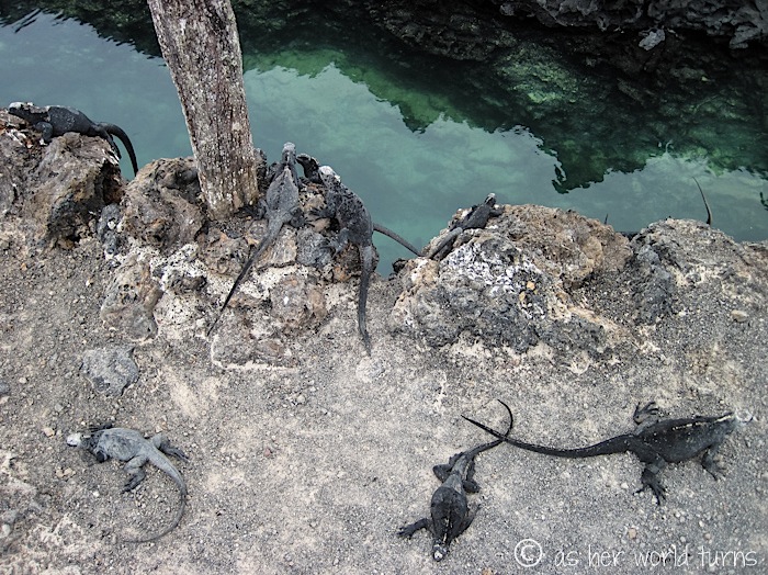 UnderWaterCameraGalapagos 499.jpg