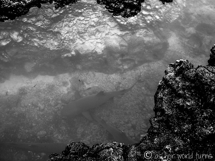 UnderWaterCameraGalapagos 500.jpg