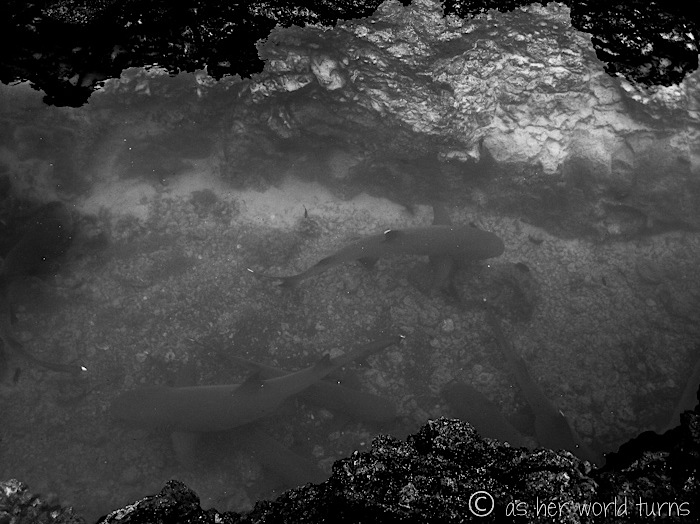 UnderWaterCameraGalapagos 504.jpg