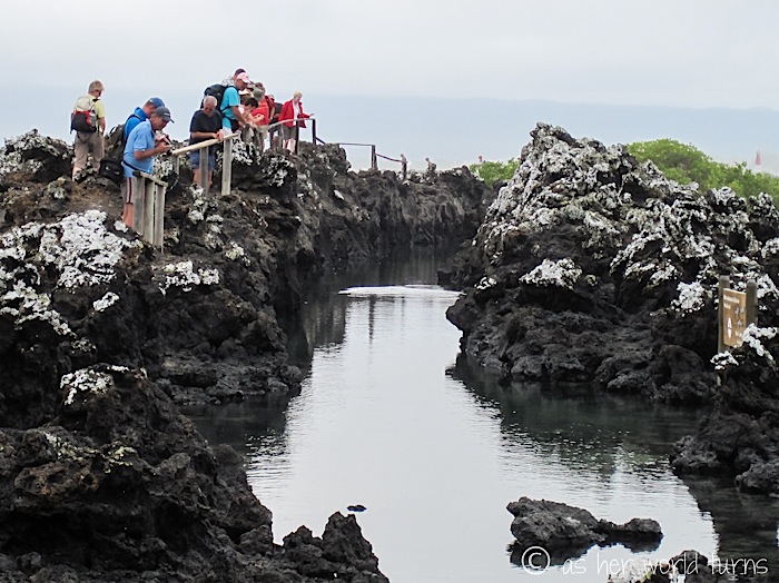 UnderWaterCameraGalapagos 505.jpg