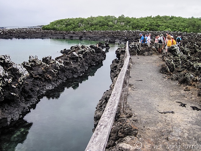 UnderWaterCameraGalapagos 509.jpg