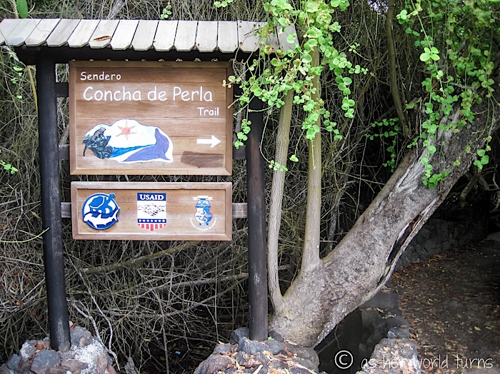 UnderWaterCameraGalapagos 552.jpg