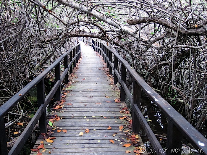 UnderWaterCameraGalapagos 553.jpg