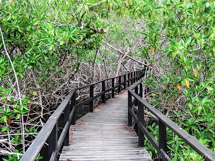 UnderWaterCameraGalapagos 554.jpg