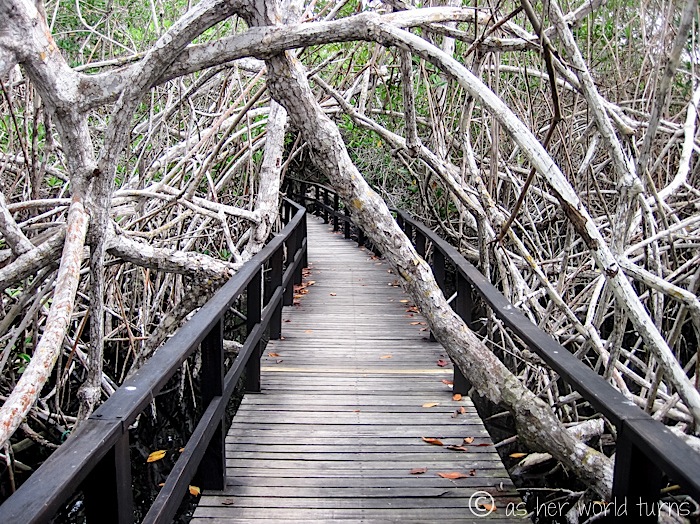 UnderWaterCameraGalapagos 555.jpg