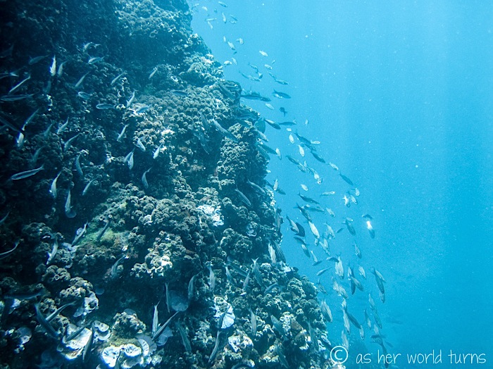 UnderWaterCameraGalapagos 162.jpg