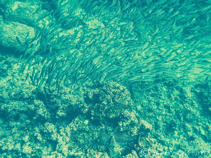 UnderWaterCameraGalapagos 184.jpg