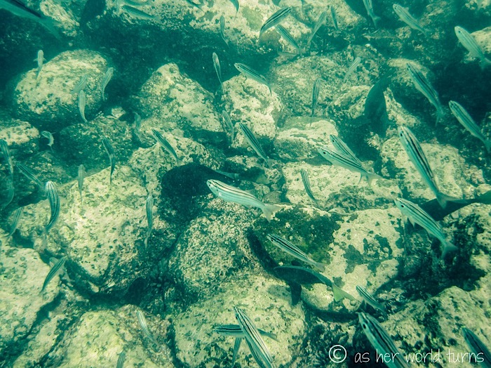 UnderWaterCameraGalapagos 226.jpg