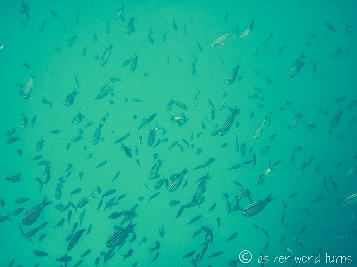 UnderWaterCameraGalapagos 229.jpg