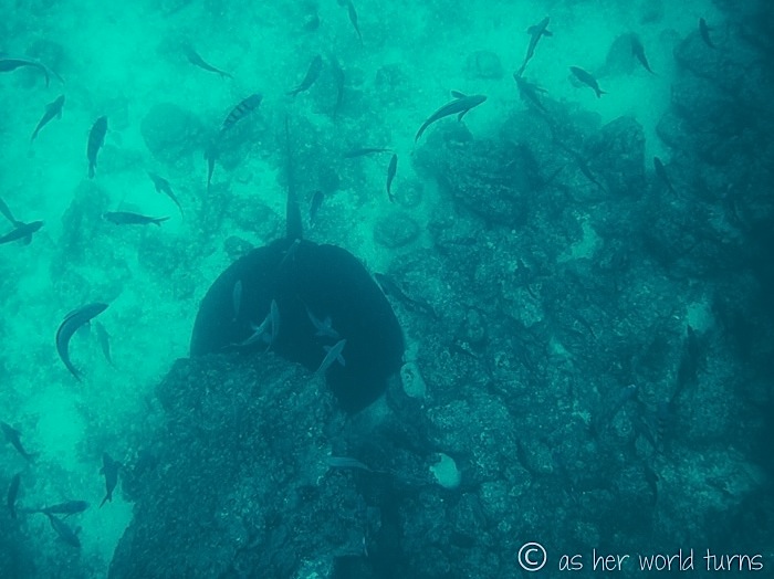 UnderWaterCameraGalapagos 305.jpg