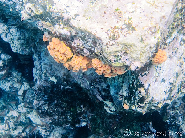 UnderWaterCameraGalapagos 309.jpg