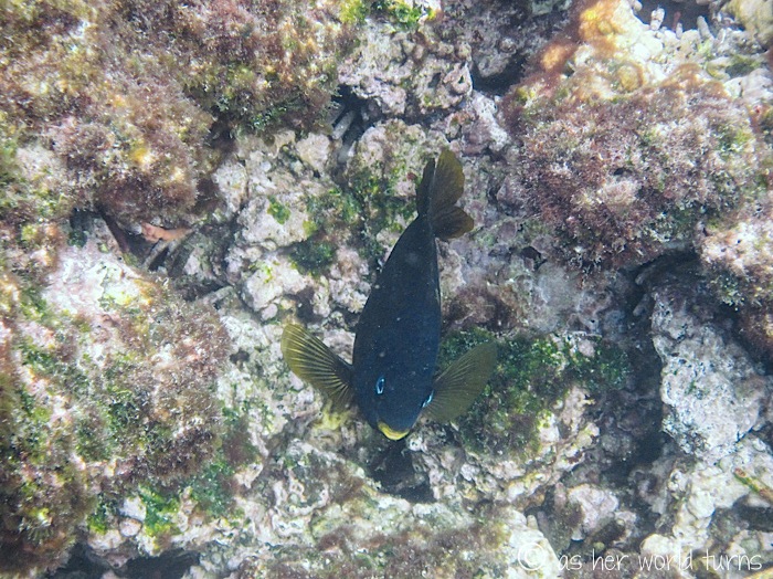 UnderWaterCameraGalapagos 312.jpg