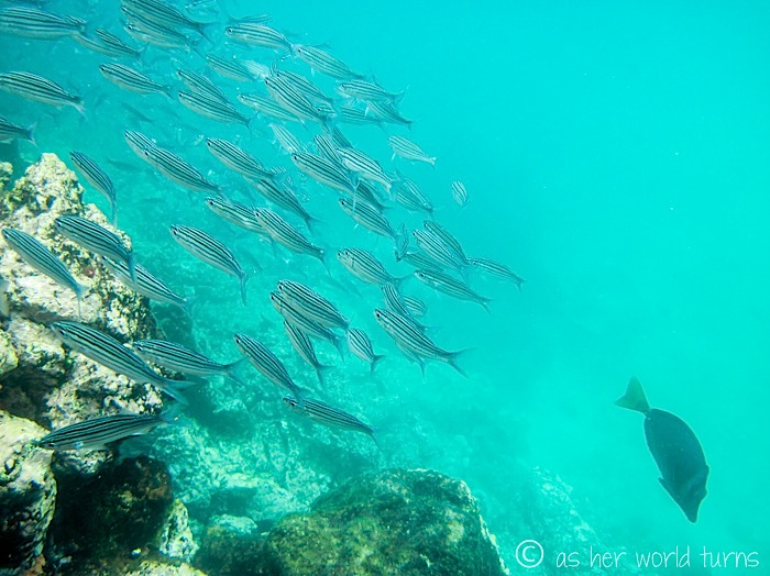 UnderWaterCameraGalapagos 315.jpg