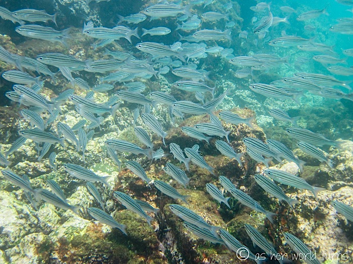 UnderWaterCameraGalapagos 316.jpg