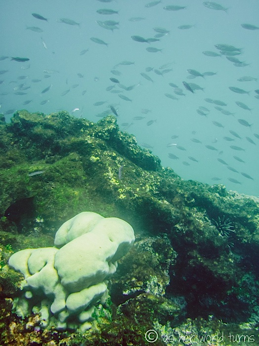 UnderWaterCameraGalapagos 324.jpg