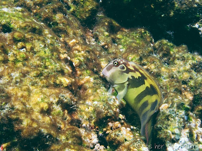 UnderWaterCameraGalapagos 332.jpg