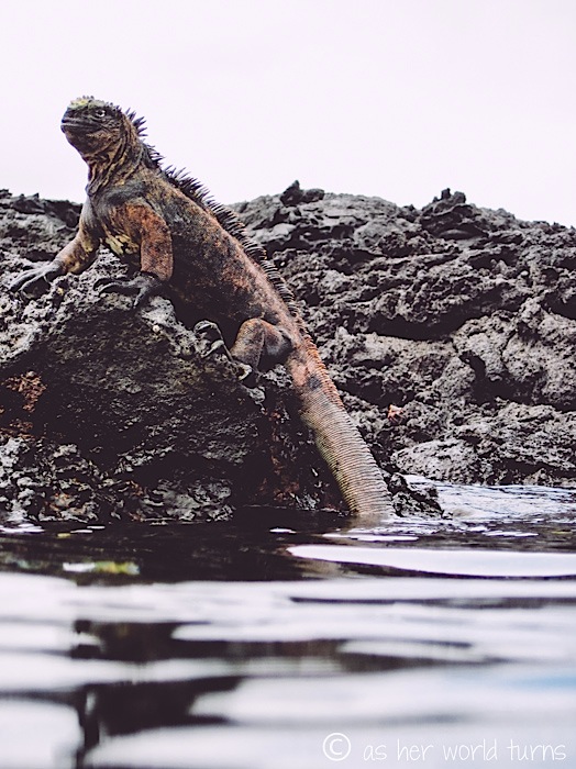 UnderWaterCameraGalapagos 335.jpg