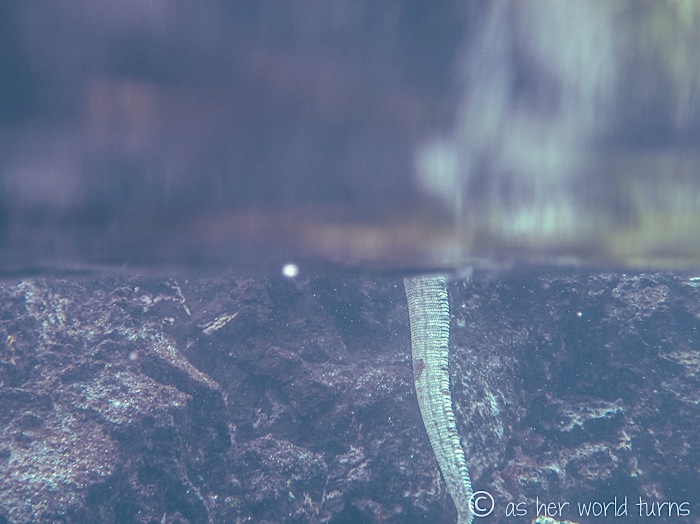 UnderWaterCameraGalapagos 336.jpg