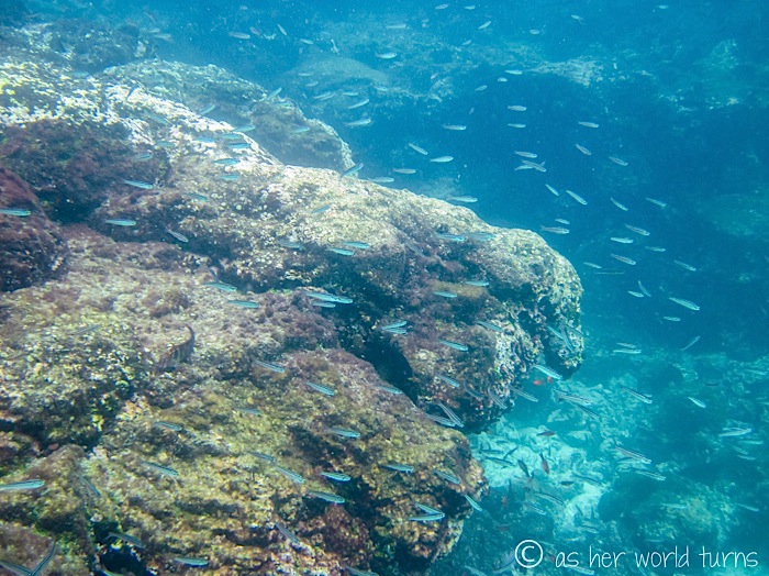 UnderWaterCameraGalapagos 340.jpg