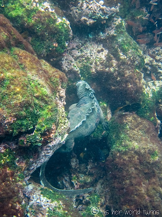 UnderWaterCameraGalapagos 344.jpg