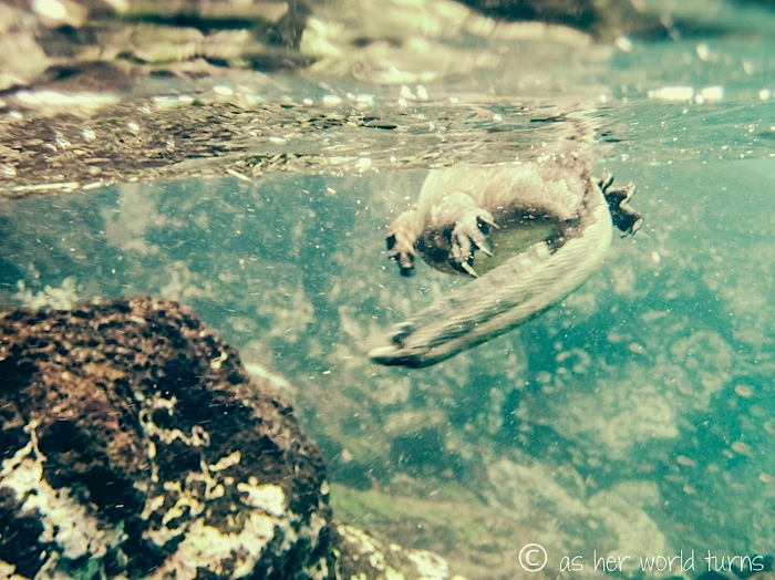 UnderWaterCameraGalapagos 349.jpg