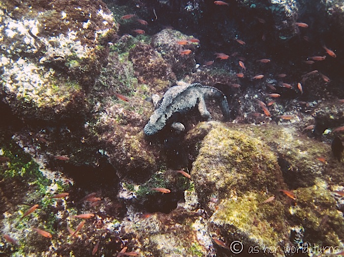 UnderWaterCameraGalapagos 351.jpg