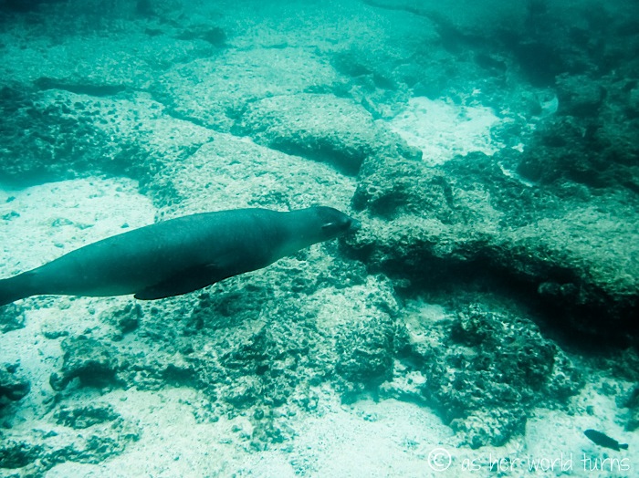 UnderWaterCameraGalapagos 360.jpg