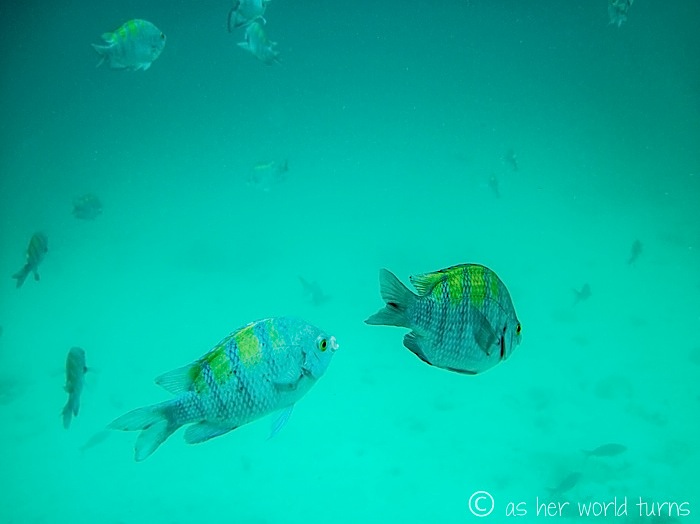 UnderWaterCameraGalapagos 362.jpg