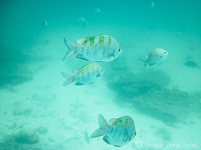 UnderWaterCameraGalapagos 363.jpg