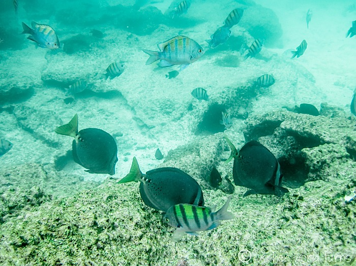 UnderWaterCameraGalapagos 369.jpg