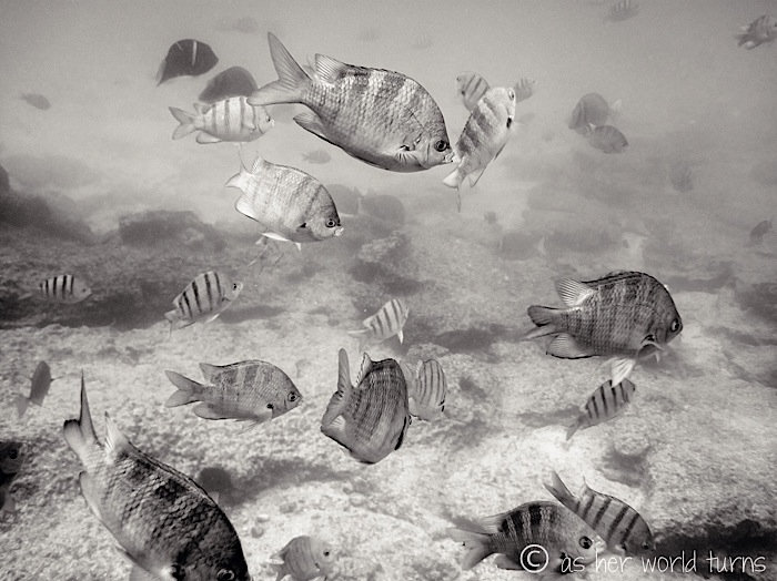 UnderWaterCameraGalapagos 370.jpg