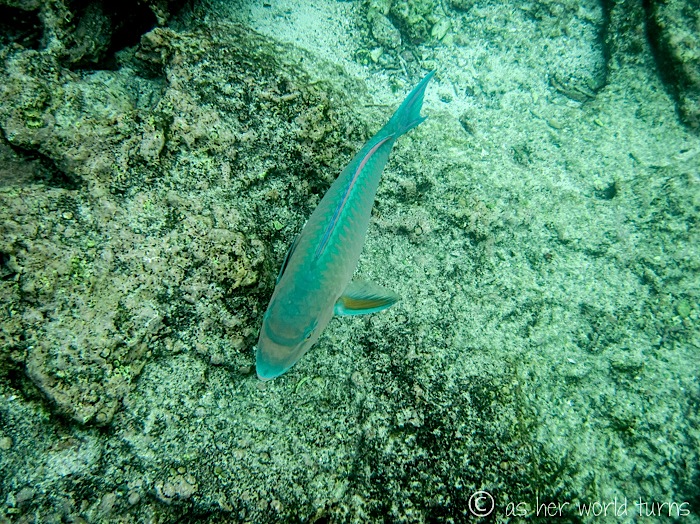 UnderWaterCameraGalapagos 371.jpg