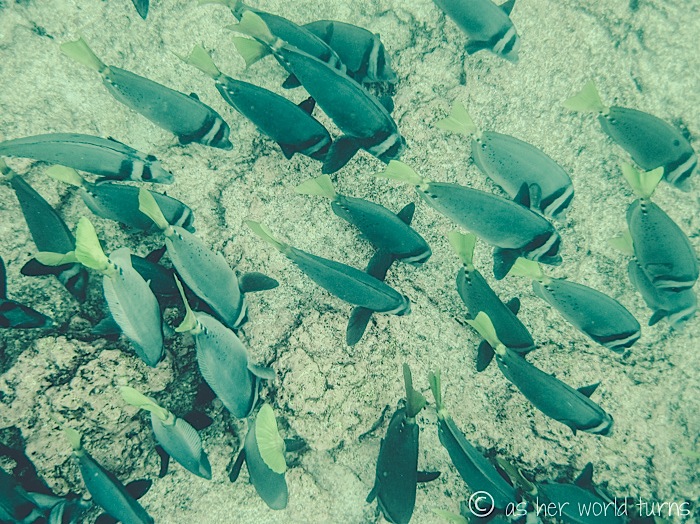 UnderWaterCameraGalapagos 373.jpg