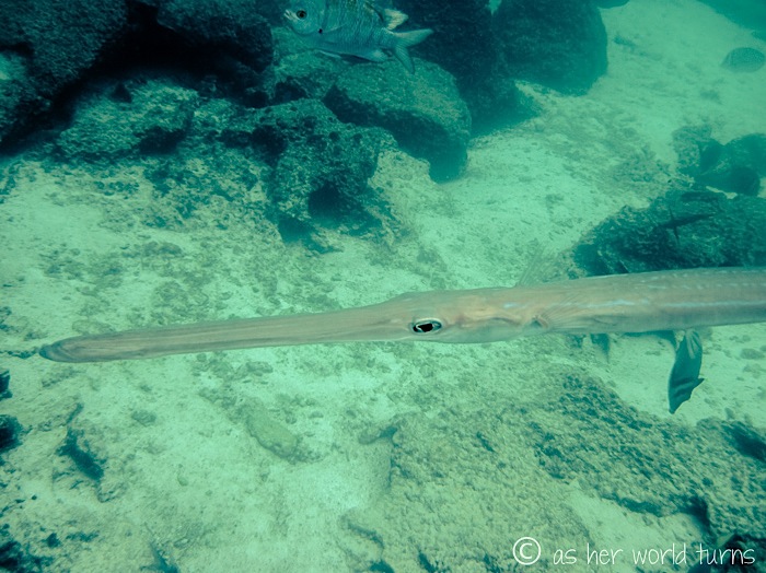 UnderWaterCameraGalapagos 376.jpg