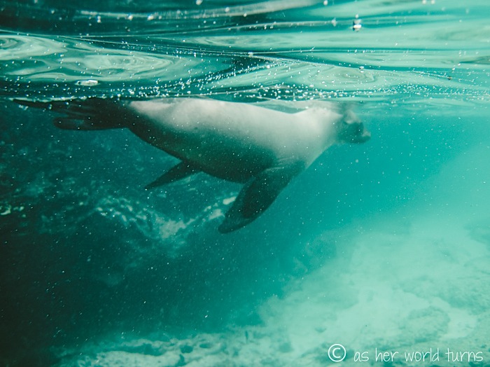 UnderWaterCameraGalapagos 382.jpg