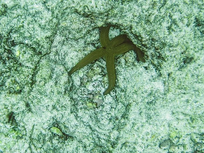UnderWaterCameraGalapagos 385.jpg