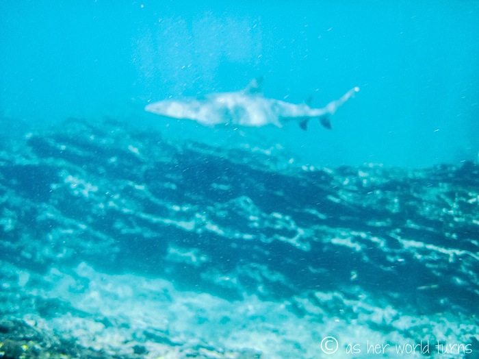 UnderWaterCameraGalapagos 399.jpg