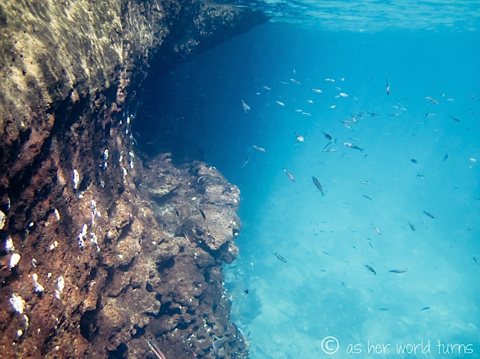 UnderWaterCameraGalapagos 410.jpg