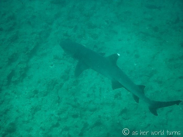 UnderWaterCameraGalapagos 431.jpg