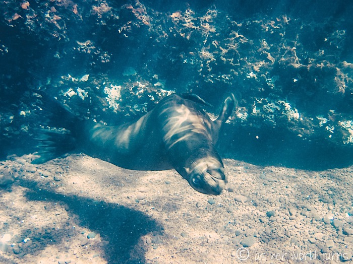 UnderWaterCameraGalapagos 444.jpg