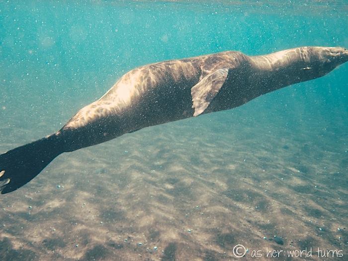 UnderWaterCameraGalapagos 445.jpg