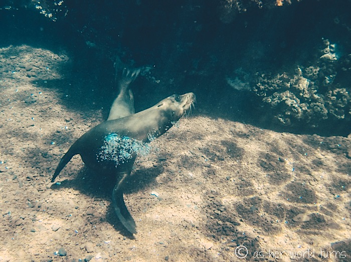 UnderWaterCameraGalapagos 446.jpg