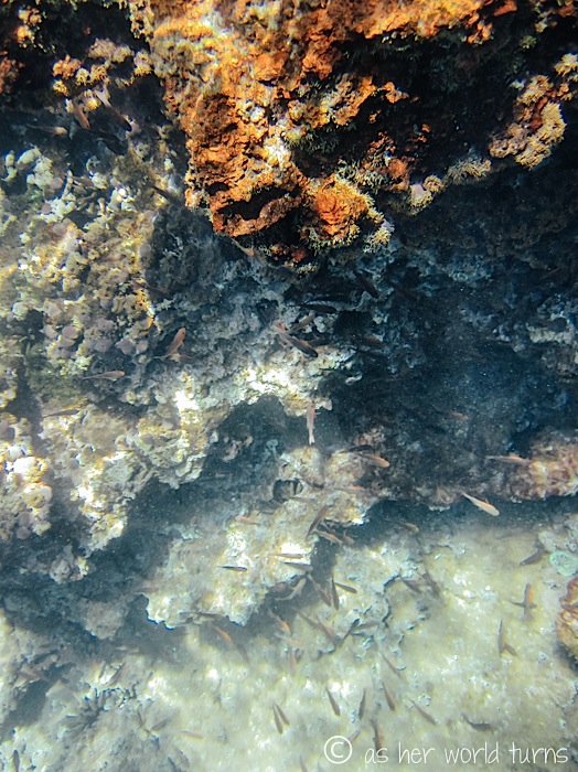 UnderWaterCameraGalapagos 448.jpg