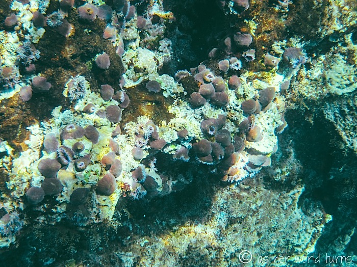 UnderWaterCameraGalapagos 452.jpg
